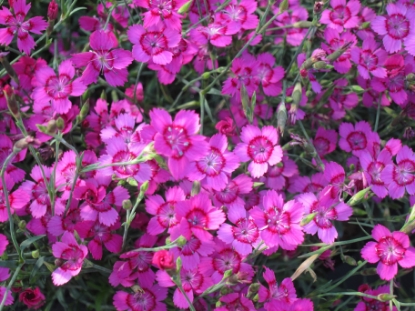 Picture of Dianthus - Pink Gem